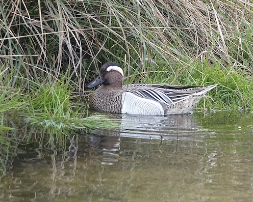 garganey